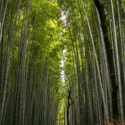 你永远忍受不了的日常手机版(暂未上线)v1.0.0 安卓版